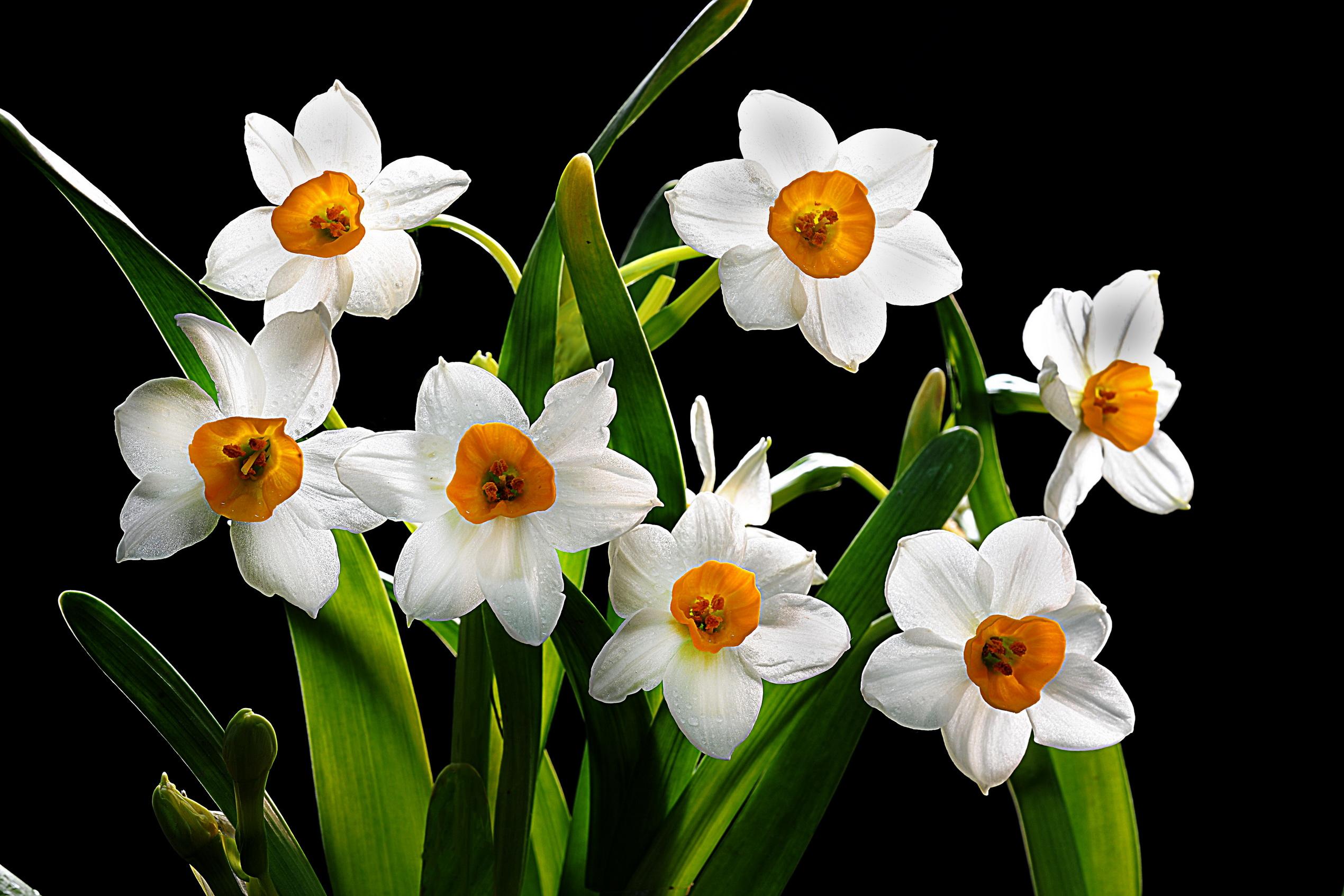 7种“招财花”，春天狂长个，挤满“小金芽”，旺家又聚财 旺财的鲜花是什么-秀和风水