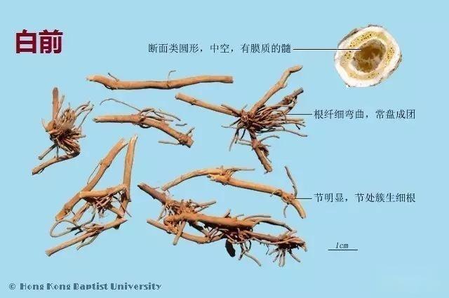 223种中药的鉴别图谱（彩图注释） - 知乎
