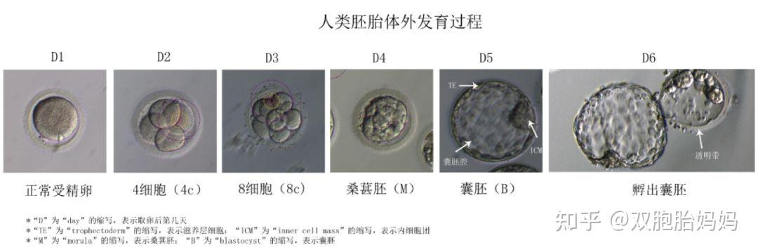 你的囊胚,“算老几”? - 知乎