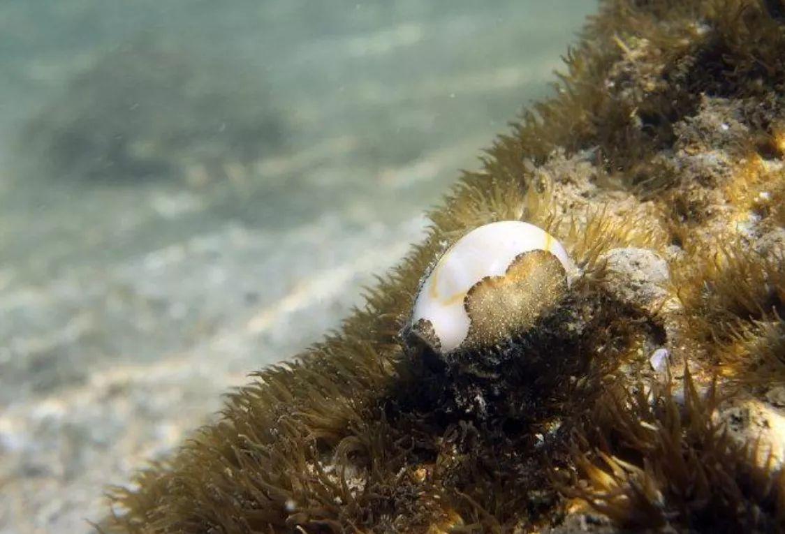 推荐角蝾螺角蝾螺除藻的牛眼螺有好几种,珊瑚缸应该选择