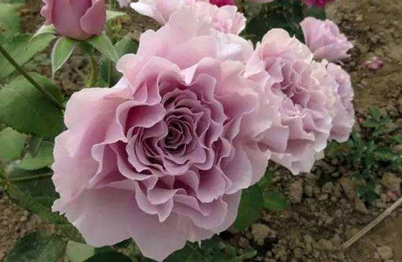 月季生长的影响,欢迎关注蓝妖的微信公众号:蓝妖花园在线学习养花课程