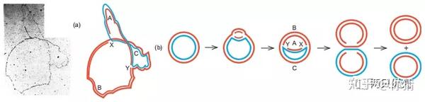 分子生物学 | DNA复制的一般特征 - 知乎