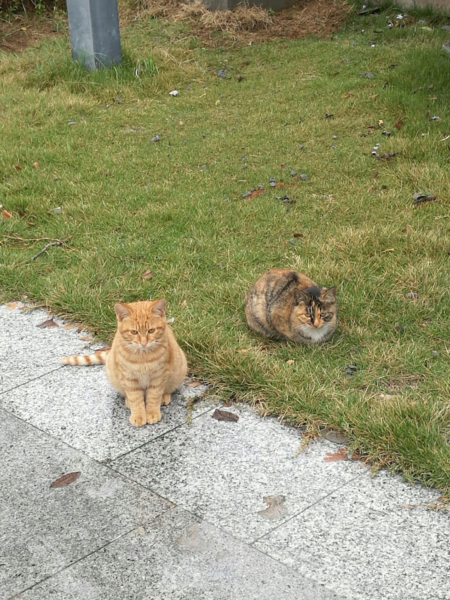 如何对待校园的流浪猫