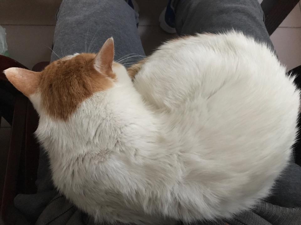 在中国家里的小猫生孩子后把它卖出去是一个很