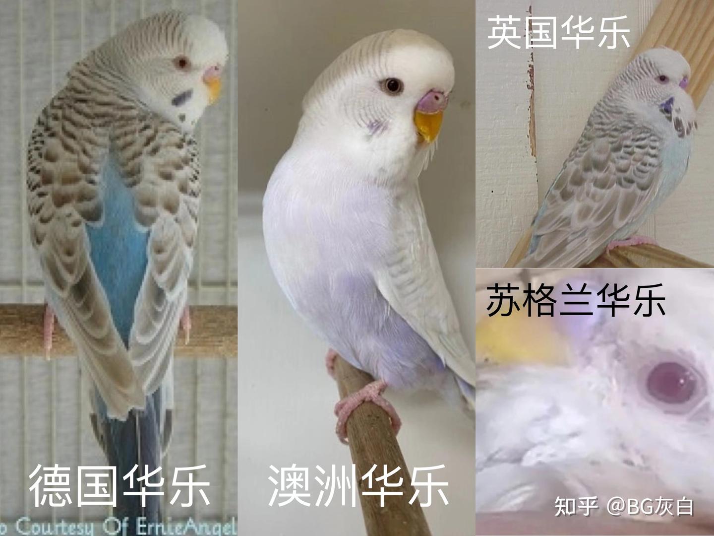 虎皮鹦鹉基因原理- 英国华乐（English Fallow） - 知乎