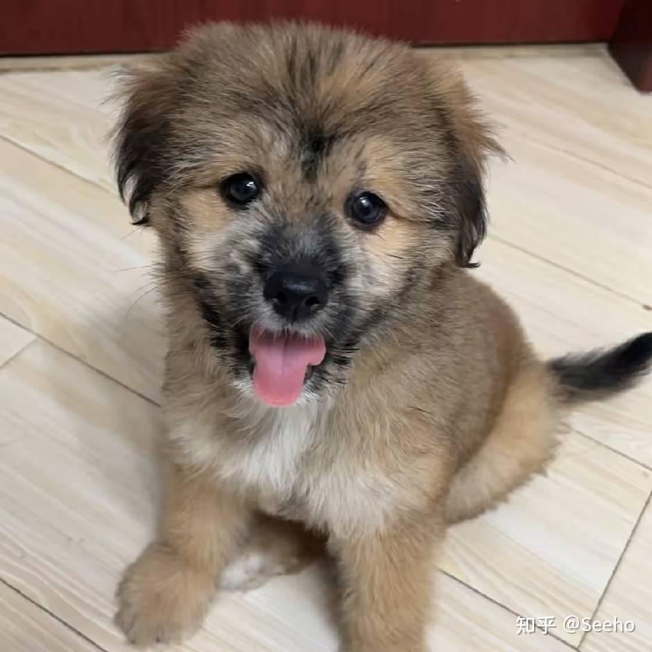 小狗皮皮