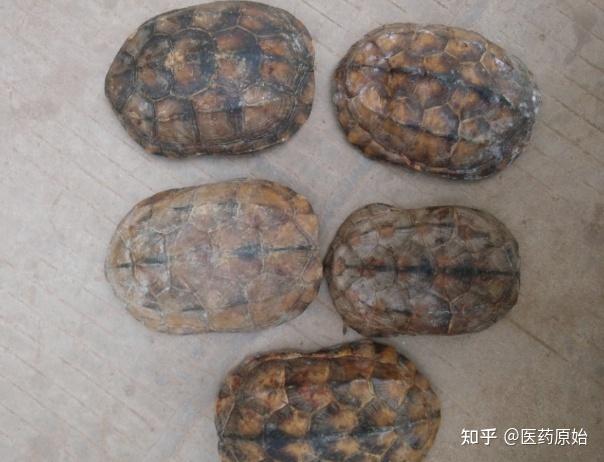 带你识别龟甲 - 知乎