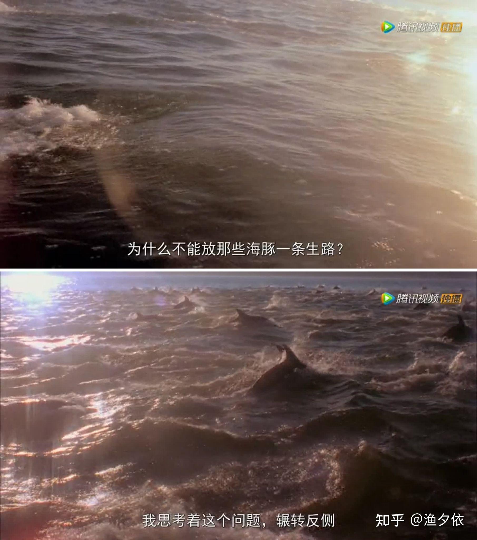你见过红色的海豚湾吗