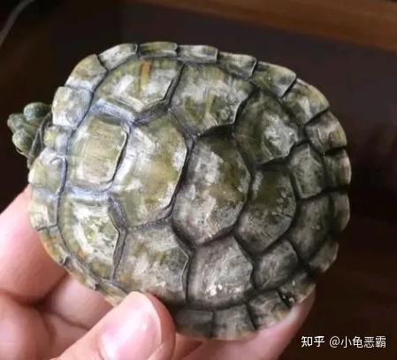 小偏方快速治疗龟的真菌水碱病 - 知乎