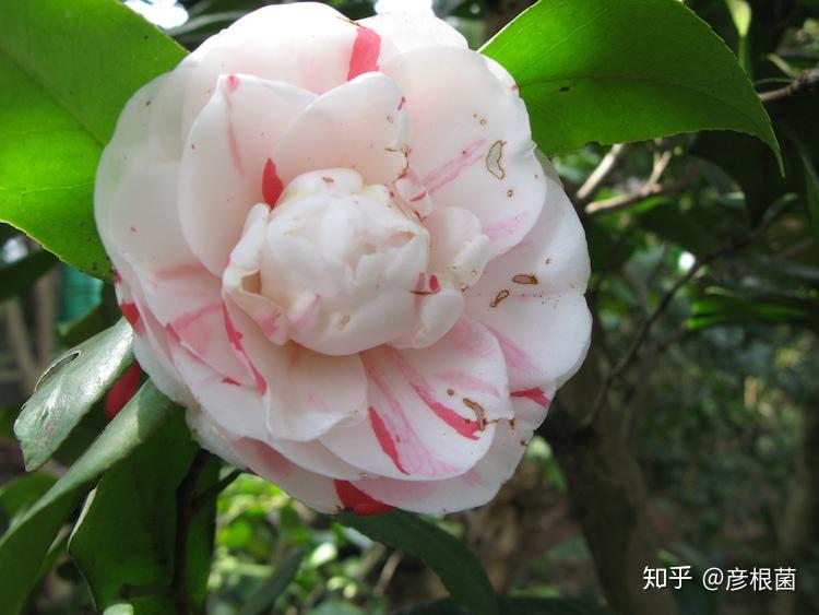 日本茶花100选008乙女