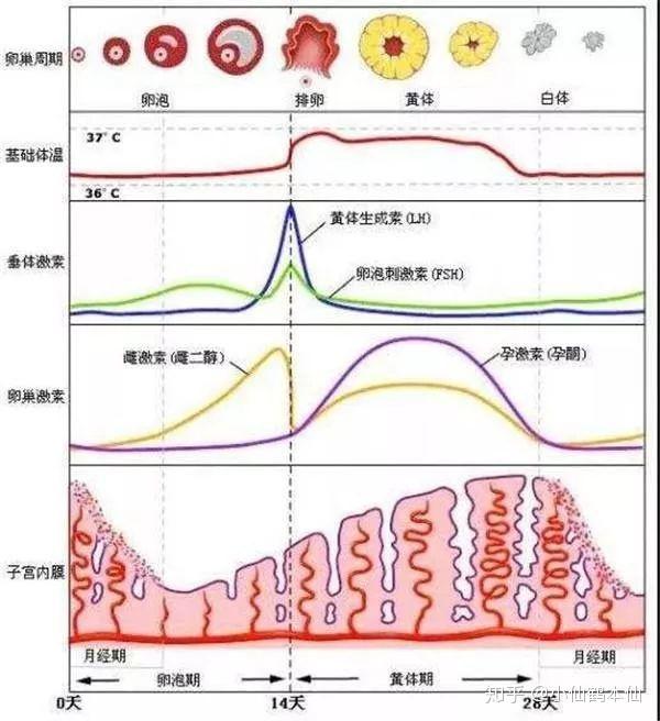 女生来大姨妈之前容易发脾气,是正常现象还是娇气做作?