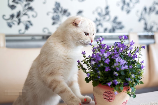 这些植物 千万不能和猫咪一起养 知乎