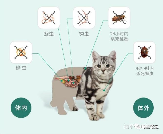 猫咪驱虫小知识