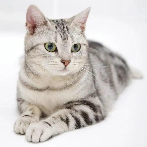 美国短毛猫爱好者必看：美短颜色居然多达40多种！！ - 知乎