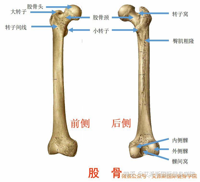 人类大腿骨图片