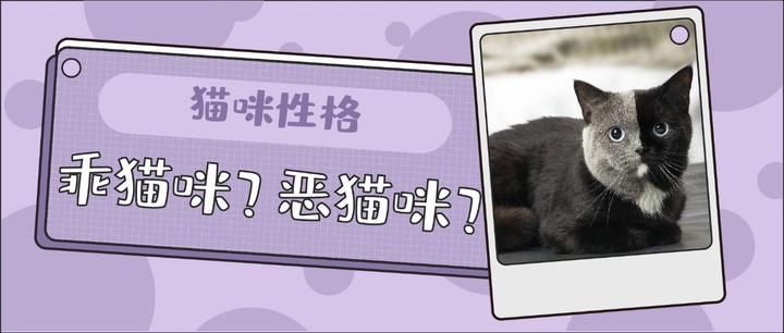 猫格鉴定指南 我家猫到底是什么性格 知乎