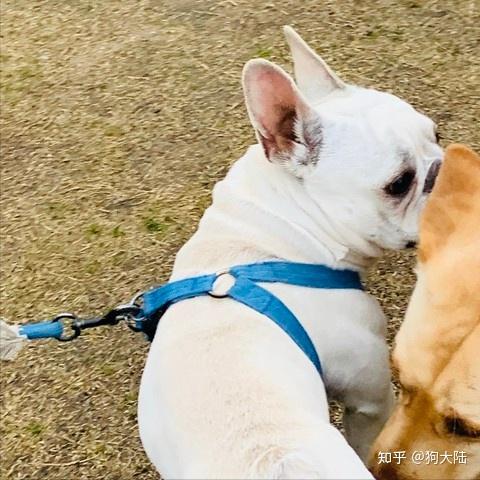 狗别乱遛,不然对狗来说,如同"上刑"! - 知乎