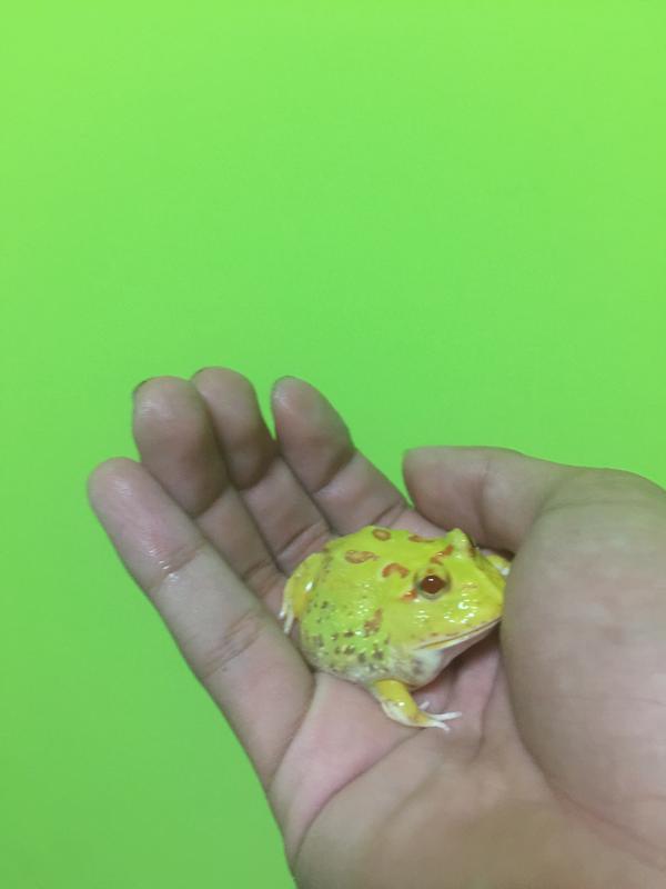 角蛙褪皮正常吗 知乎 角蛙褪皮正常吗 知乎