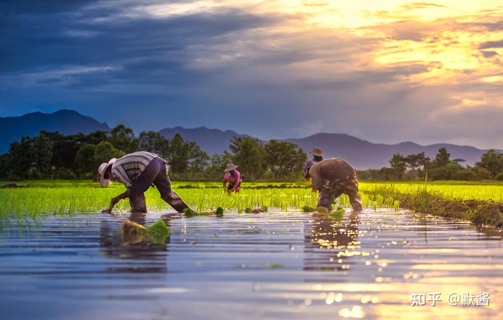 泰国农业发达吗