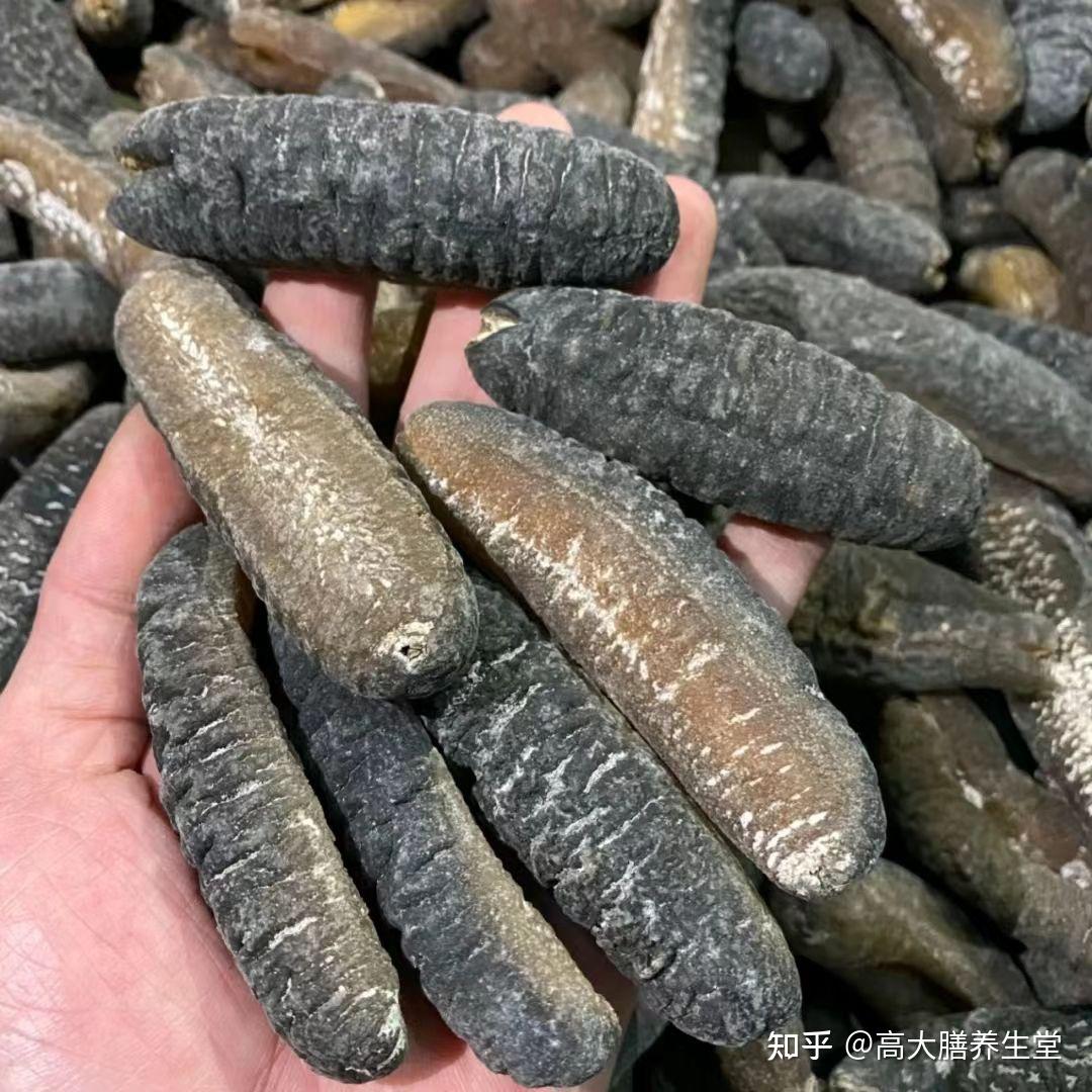 常见海参品种大全！涨知识啦！ - 知乎