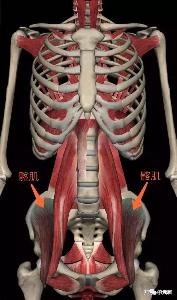 解剖角度下的腰肌劳损从根源看待腰痛
