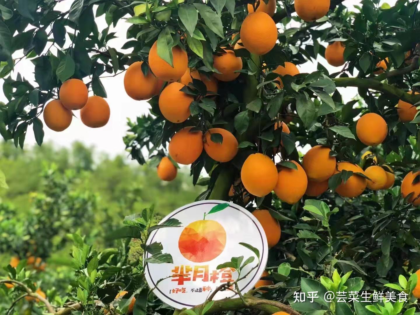 为什么叫江西赣南脐橙 v2-61cb572a6cea2195cf15a48652872af5_r.jpg