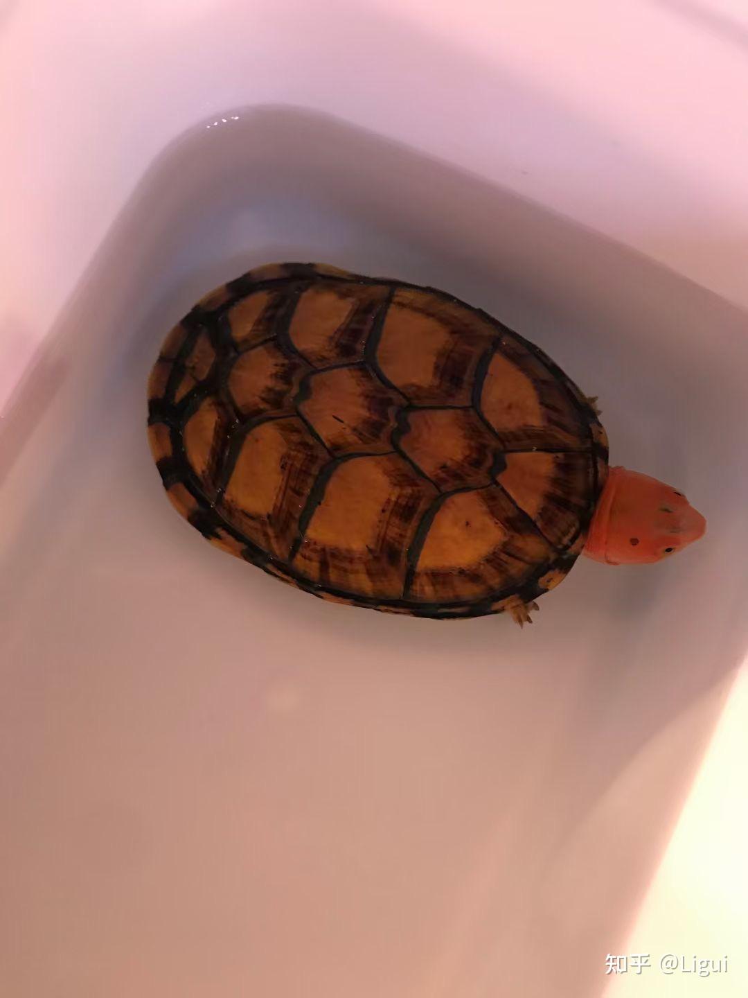 红面蛋龟红面泥龟的饲养方式