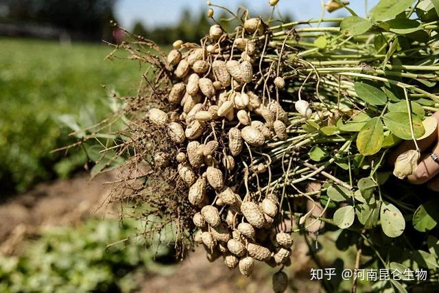 花生如何防治重茬根腐?根腐的防治方法,根腐用什么药能治好?根腐病特效药配方根小子! - 知乎