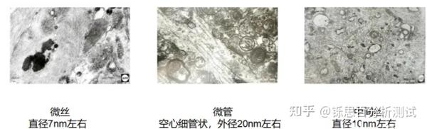 超薄切片技术 - 知乎
