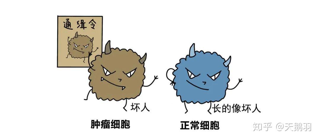 (tk)抑制剂,部分肿瘤细胞表达了酪氨酸激酶抑制剂(tki)所针对的靶点