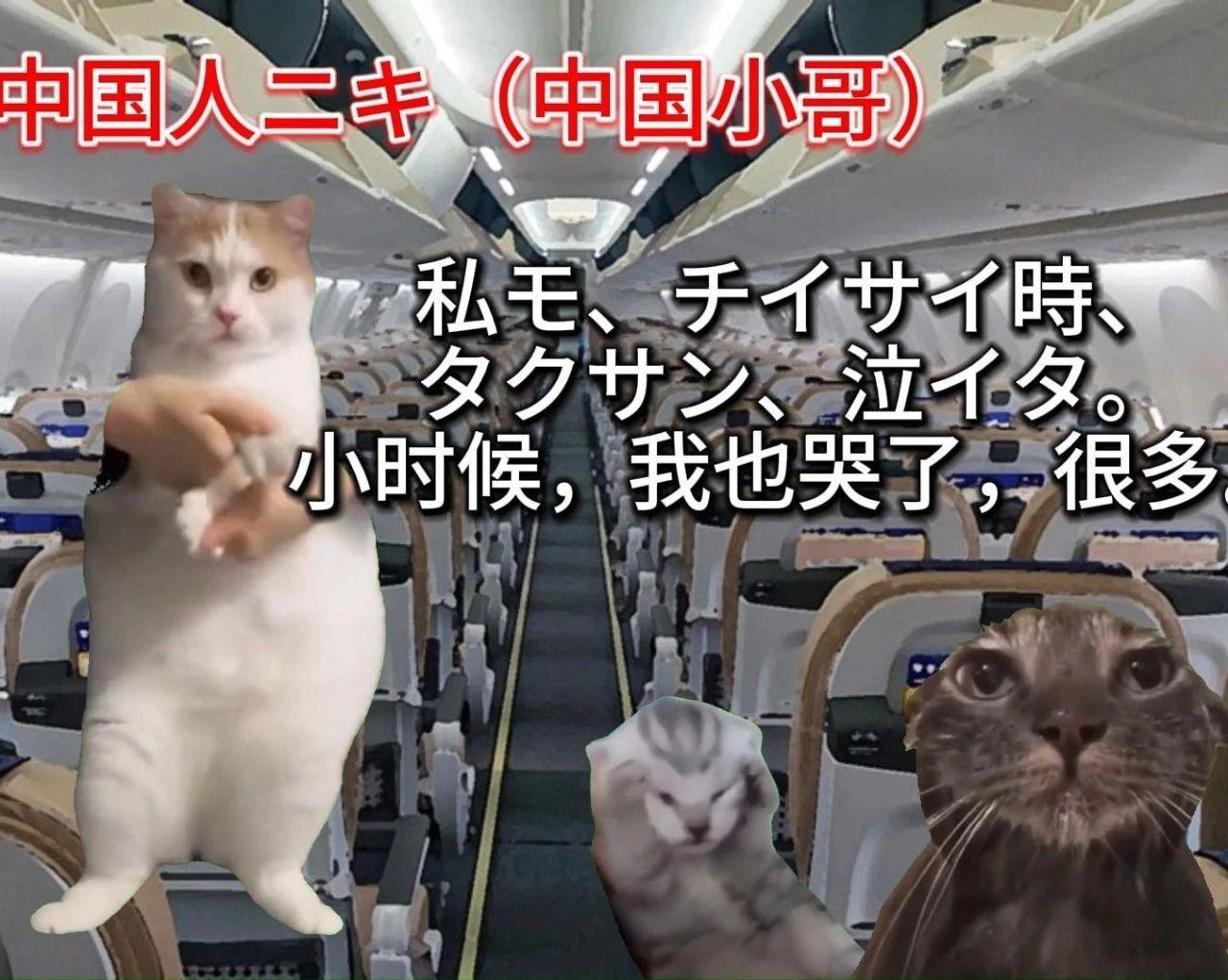 7天B站涨粉20万，“猫meme”为何风靡全网？|新榜出品 - 知乎