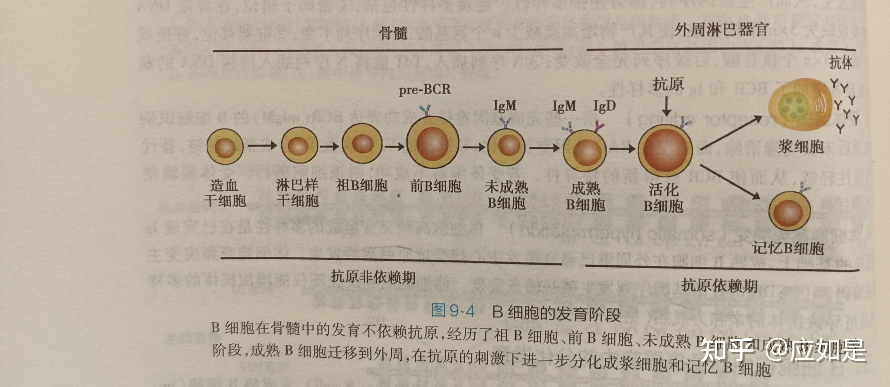 b细胞的分化发育t细胞的分化发育细胞因子调控免疫细胞的发育分化手绘