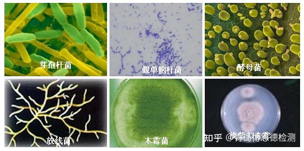 菌落总数,霉菌和酵母计数,大肠杆菌,沙门氏菌,志贺氏菌,大肠埃希氏菌