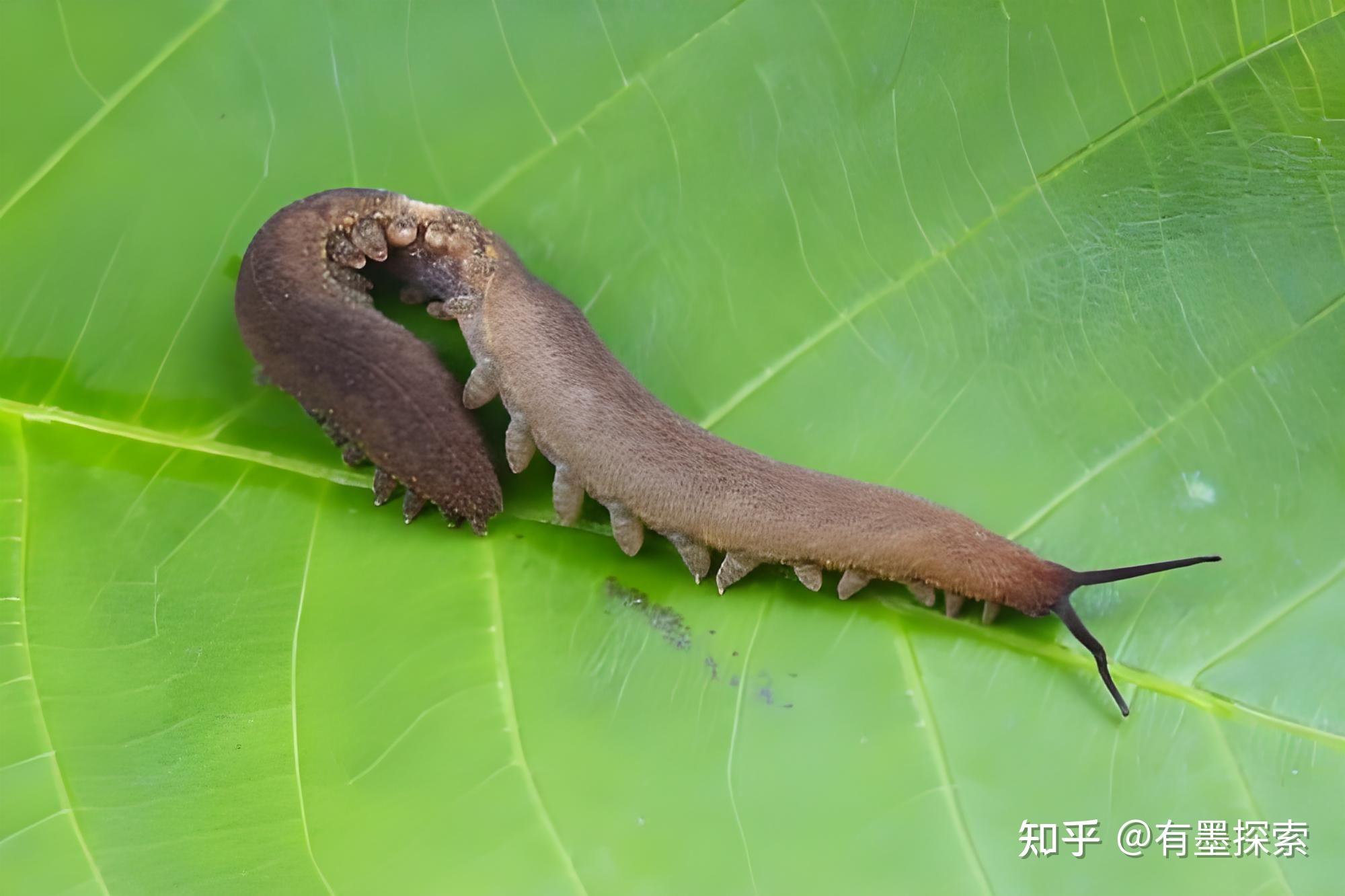 栉蚕：天鹅绒虫如何用黏液捕捉猎物？ - 知乎
