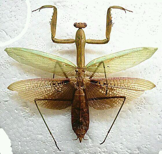 这是什么螳螂品种