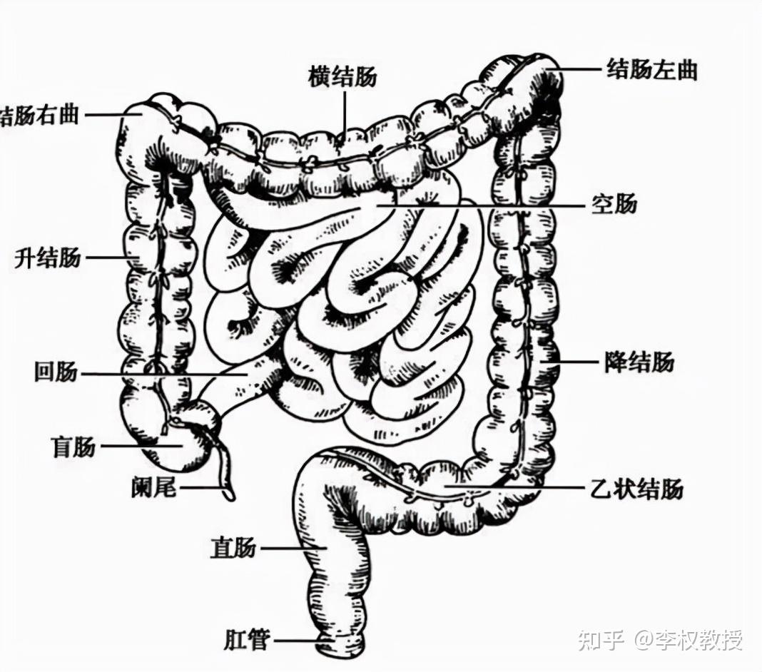 解剖人体腹部-千图网