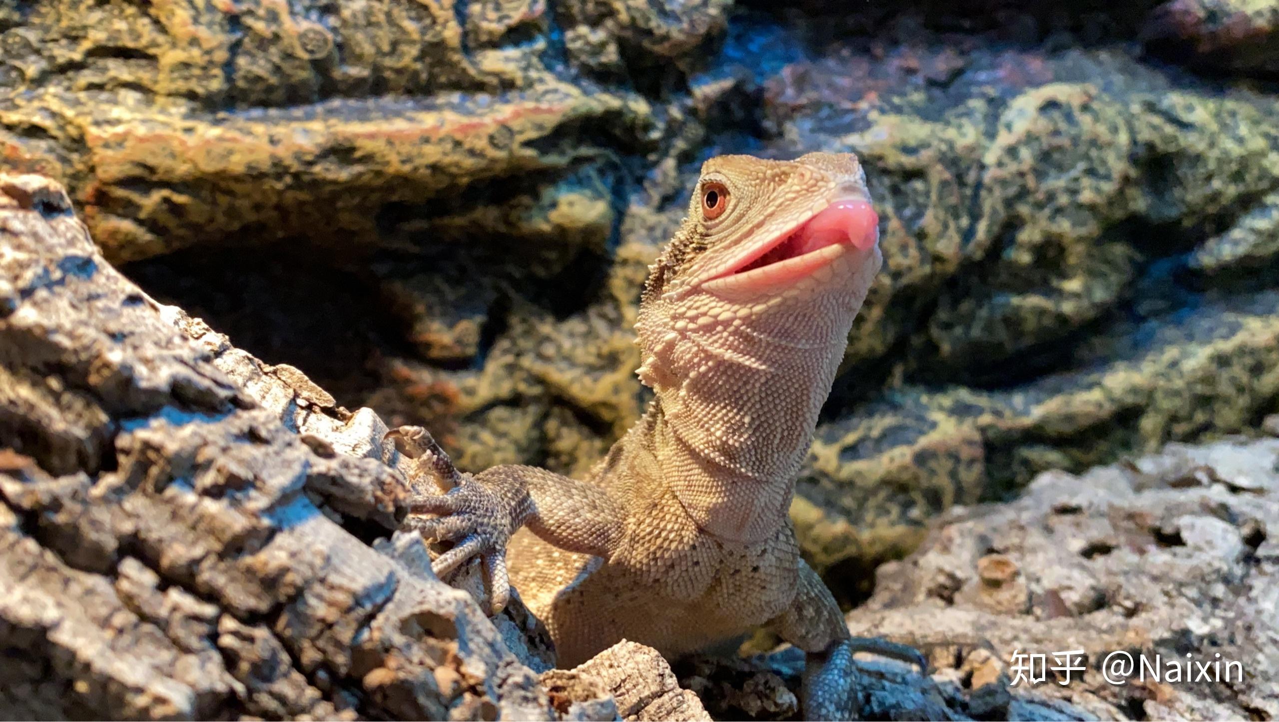 能不能分享一下你的澳洲水龙的照片?