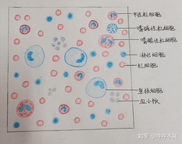 单核巨噬细胞红蓝铅笔图片