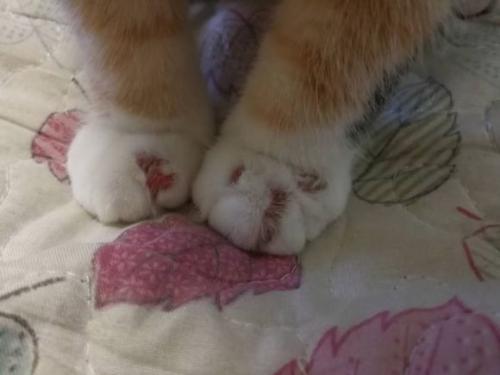 怎么判断是不是猫藓 猫藓初期是什么样的 知乎