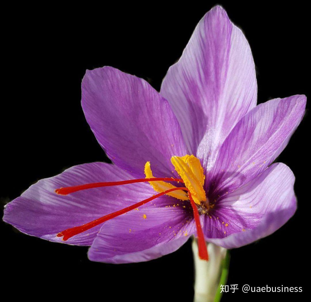 伊朗番红花的前世今生