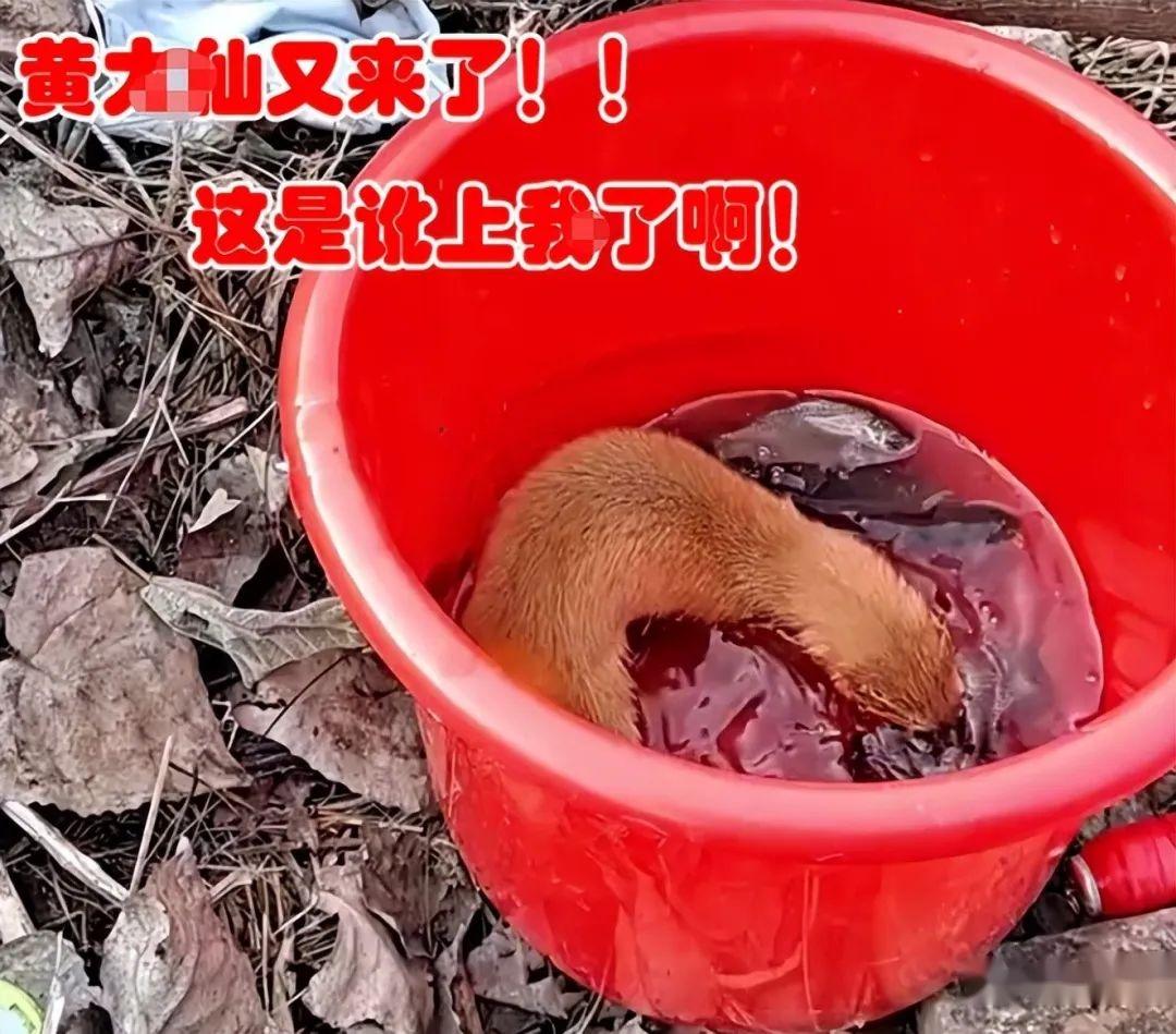 湖北男子野钓被黄鼠狼打劫,男子:来就来,还带着老婆