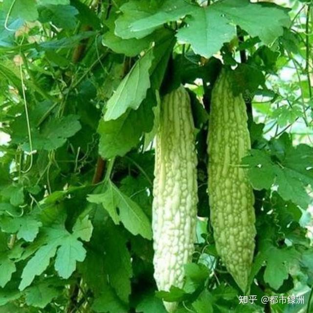 夏天可以种什么瓜 v2-621fb6c02cbca8c031c6101352c89449_r.jpg