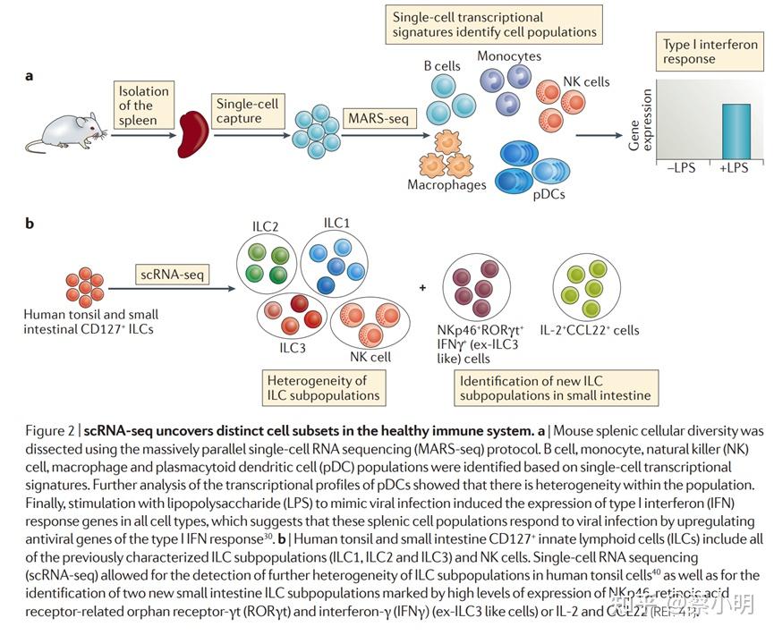 NID209_Single-cell RNA sequencing to explore immune cell heterogeneity - 知乎