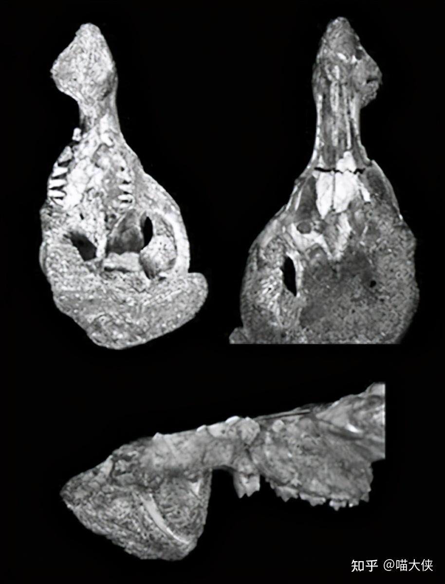 史前巨齿鲨颌骨