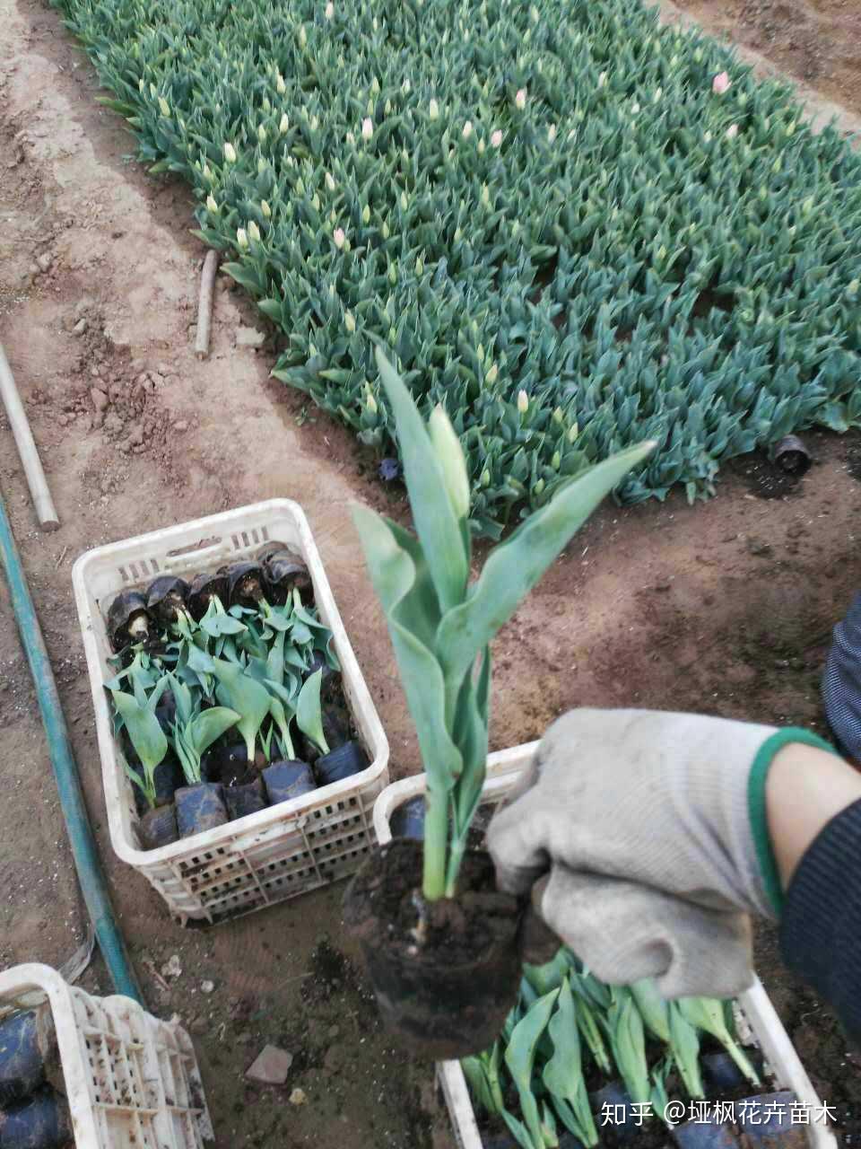 绿水青山系列郁金香花海篇