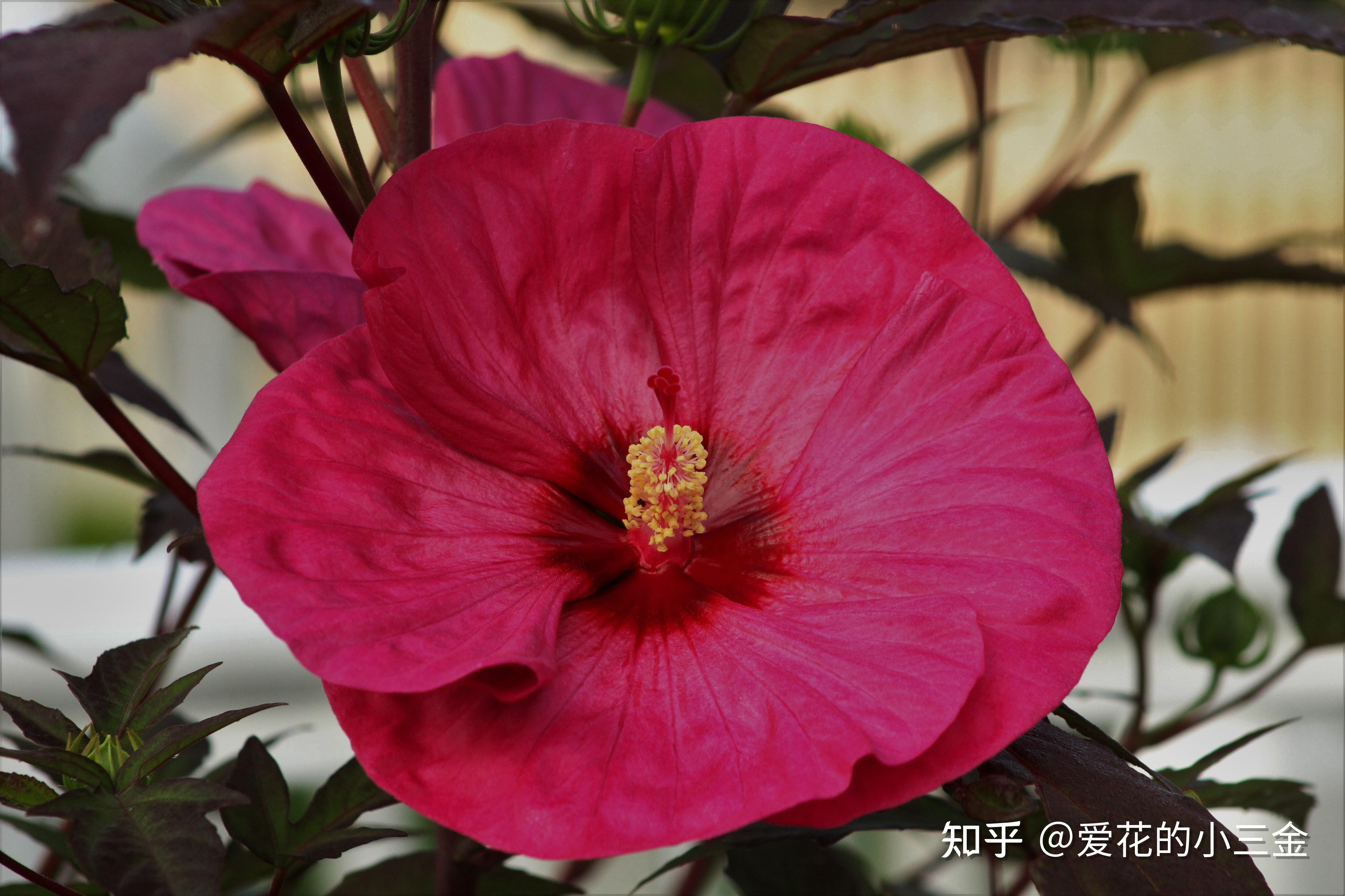 七月會開的花花14木槿花朝開暮落的生命輪迴