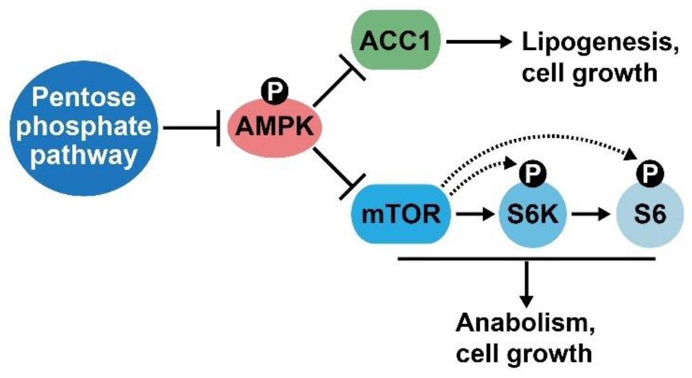Elife|Lisa M Butler团队指出6PGD和AR通过正反馈作用协同促进前列腺癌的发生发展 - 知乎