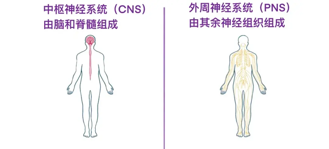 人体解剖学基础:中枢神经和周围神经 - 知乎