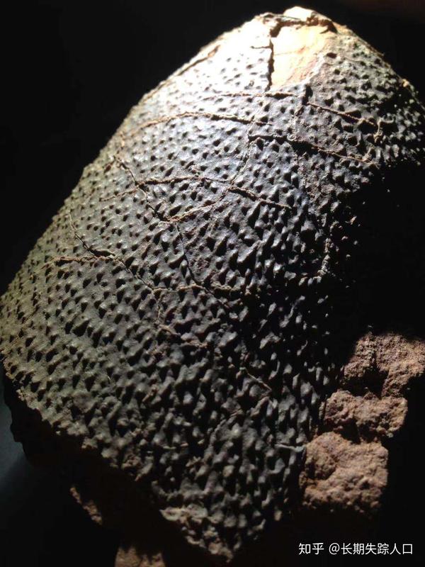 常见的5种假化石