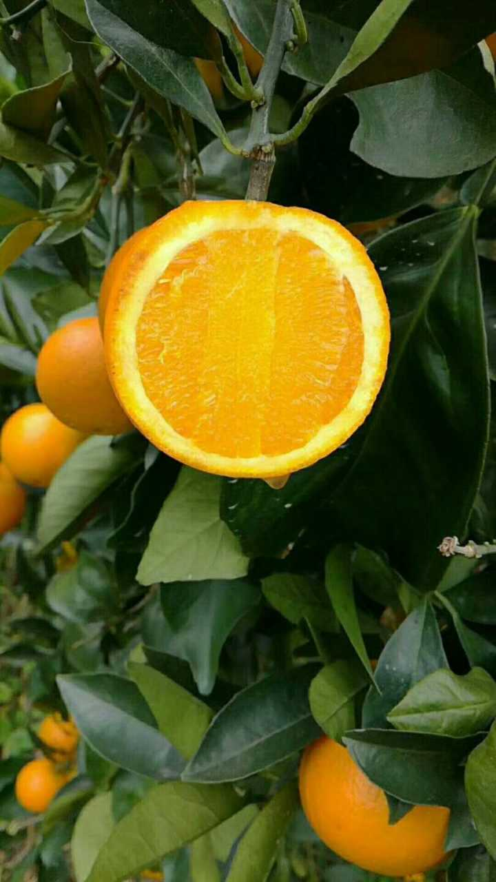 什么橙子最好吃?